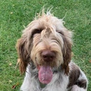 Meet your Posher, Holly